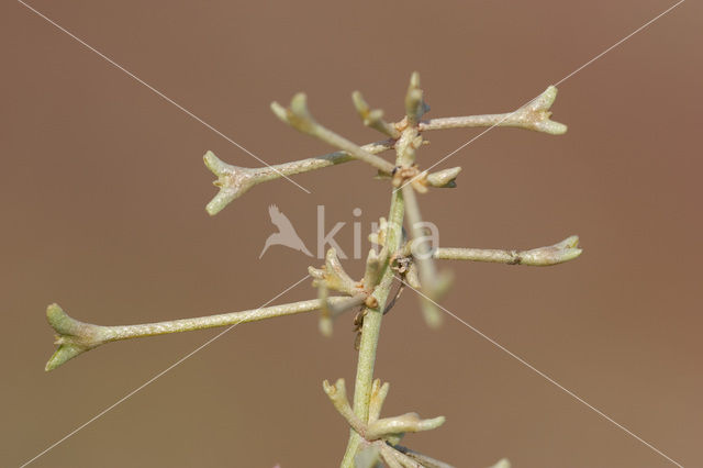 Stalked Orache (Atriplex pedunculata)