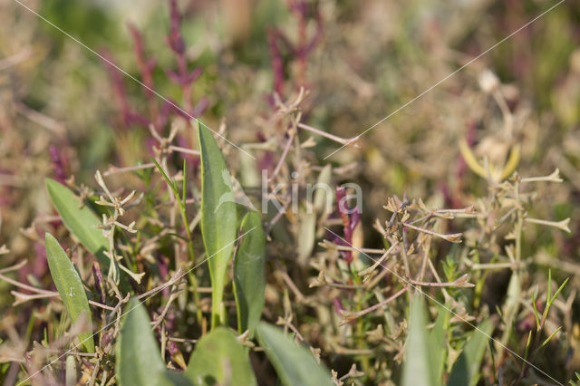 Stalked Orache (Atriplex pedunculata)