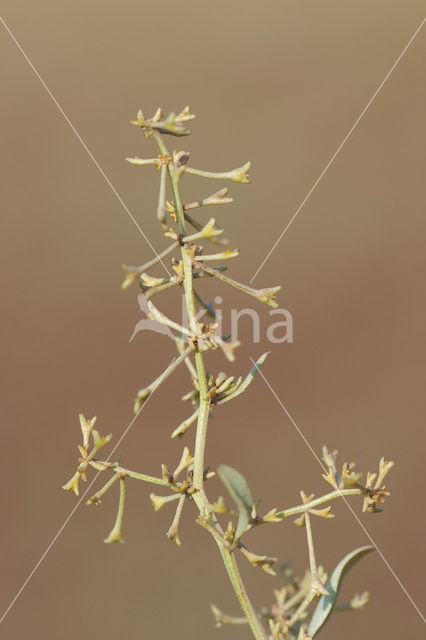 Stalked Orache (Atriplex pedunculata)