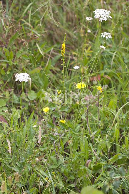 Agrimony (Agrimonia eupatoria)