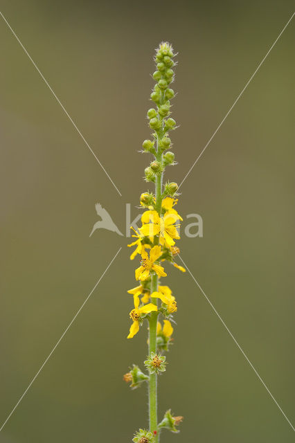 Gewone agrimonie (Agrimonia eupatoria)