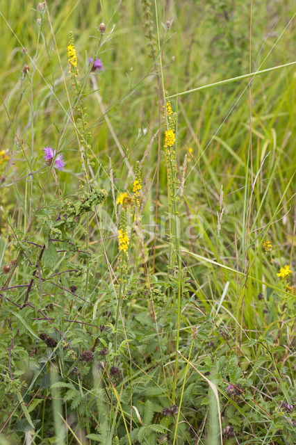 Agrimony (Agrimonia eupatoria)