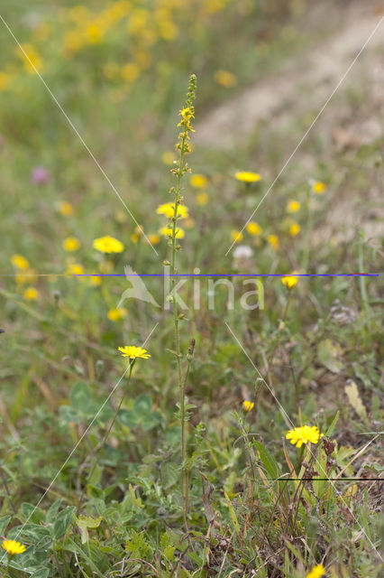 Gewone agrimonie (Agrimonia eupatoria)