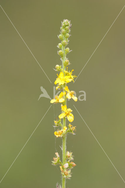 Gewone agrimonie (Agrimonia eupatoria)