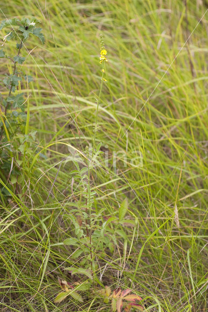 Agrimony (Agrimonia eupatoria)