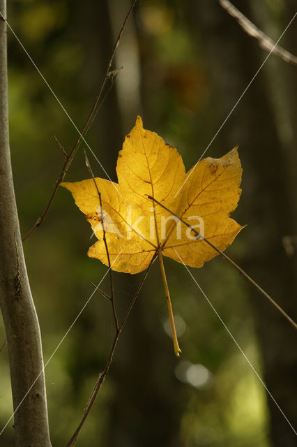 Gewone esdoorn (Acer pseudoplatanus)