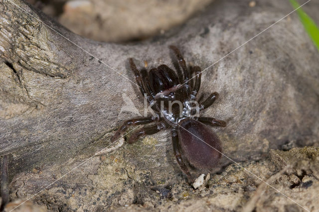 Atypus affinis