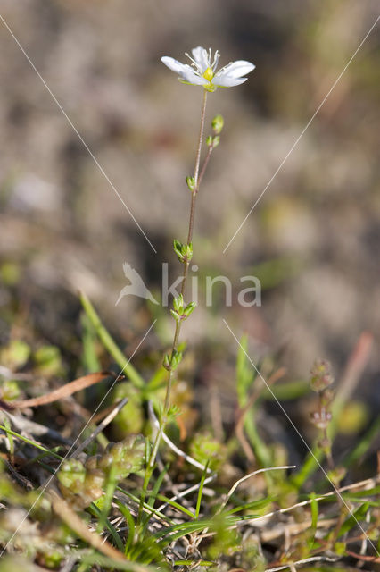 thymeleaf sandwort (Arenaria serpyllifolia)