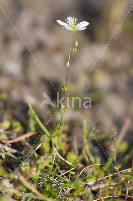 Gewone zandmuur (Arenaria serpyllifolia)