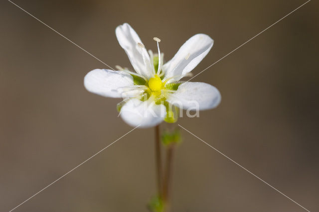 Gewone zandmuur (Arenaria serpyllifolia)