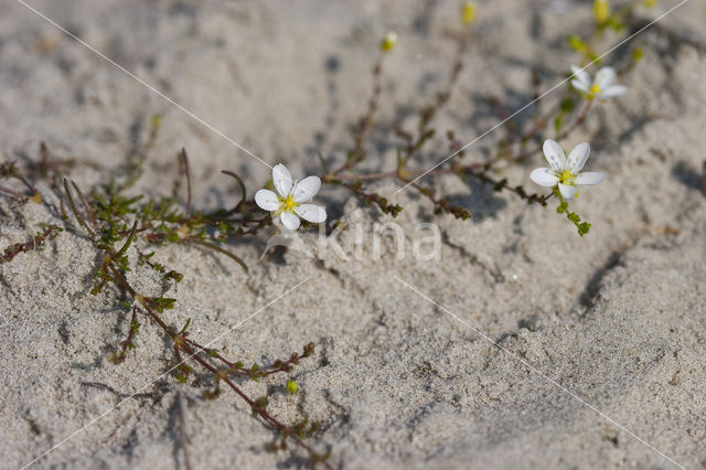 thymeleaf sandwort (Arenaria serpyllifolia)