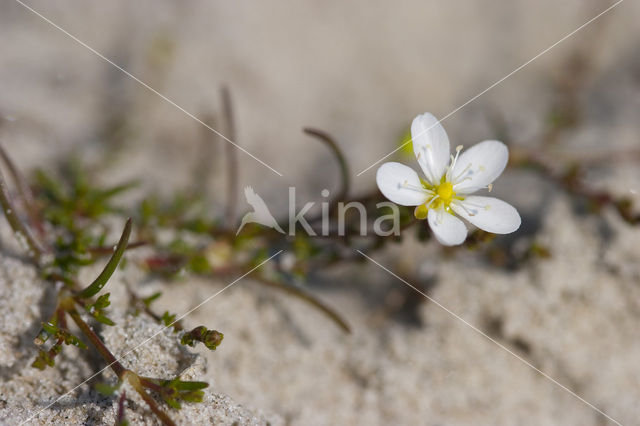 Gewone zandmuur (Arenaria serpyllifolia)