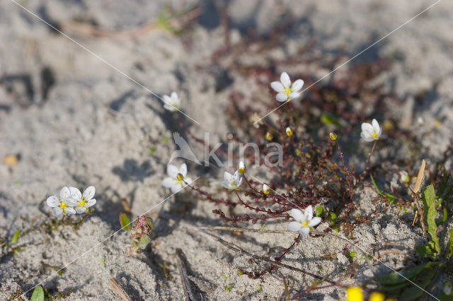 Gewone zandmuur (Arenaria serpyllifolia)