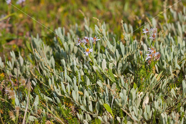 Gewone zoutmelde (Atriplex portulacoides)