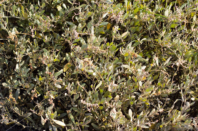 Gewone zoutmelde (Atriplex portulacoides)