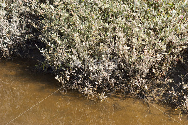 Gewone zoutmelde (Atriplex portulacoides)