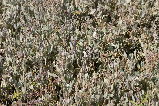 Gewone zoutmelde (Atriplex portulacoides)