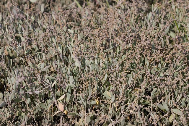 Gewone zoutmelde (Atriplex portulacoides)