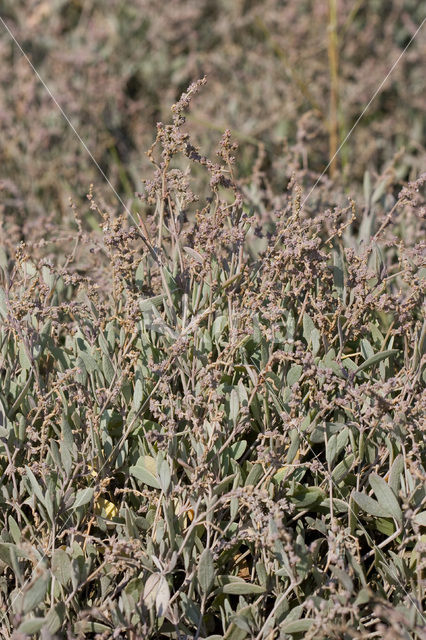 Gewone zoutmelde (Atriplex portulacoides)