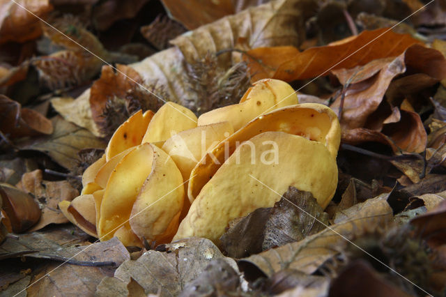 Hare’s ear (Otidea onotica)