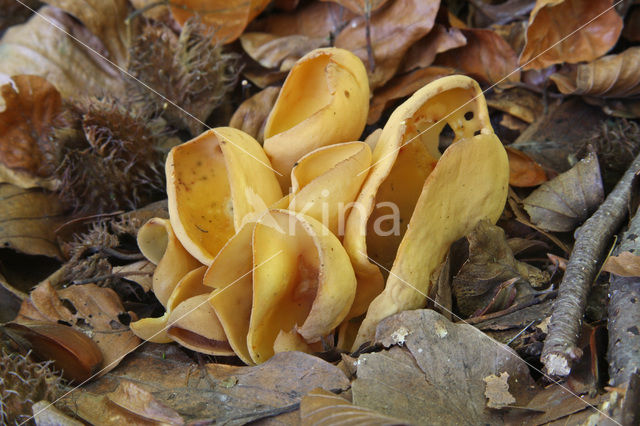 Hare’s ear (Otidea onotica)