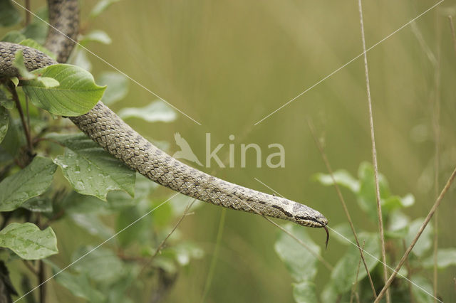 Gladde slang (Coronella austriaca)