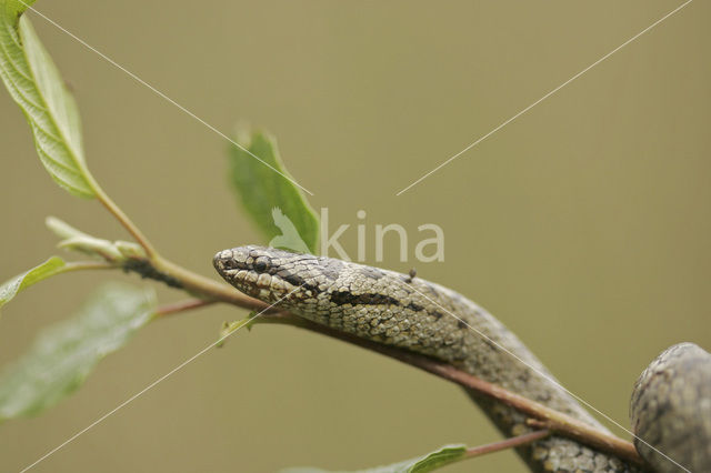 Gladde slang (Coronella austriaca)