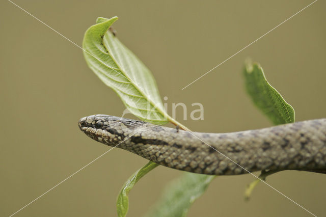 Gladde slang (Coronella austriaca)