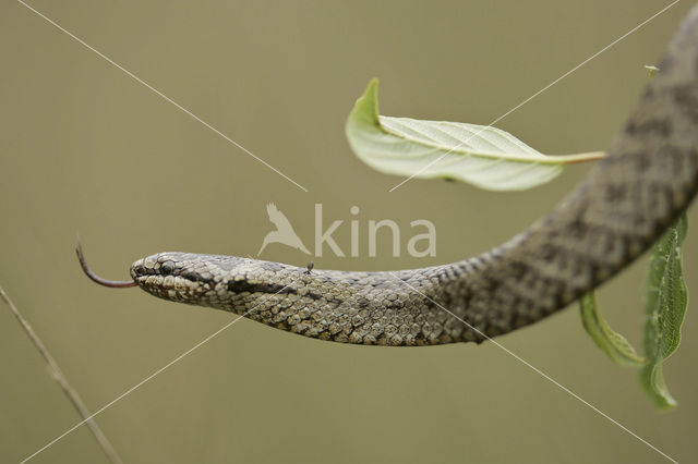 Gladde slang (Coronella austriaca)