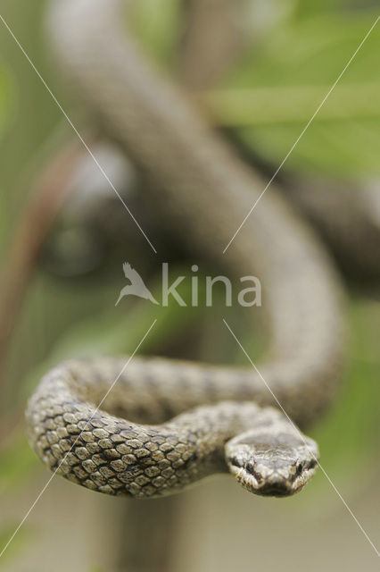 Gladde slang (Coronella austriaca)