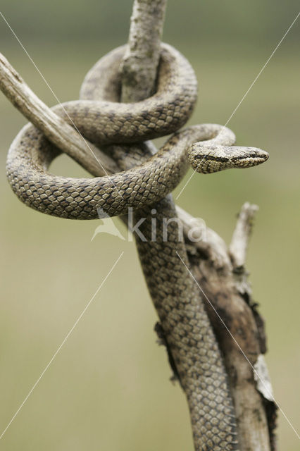 Gladde slang (Coronella austriaca)