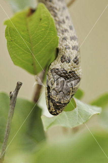Gladde slang (Coronella austriaca)