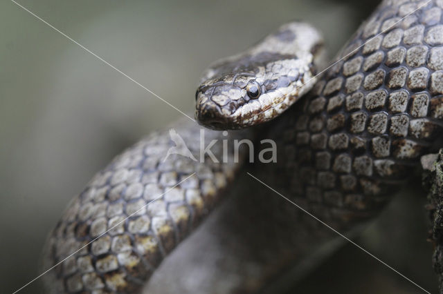 Smooth Snake (Coronella austriaca)