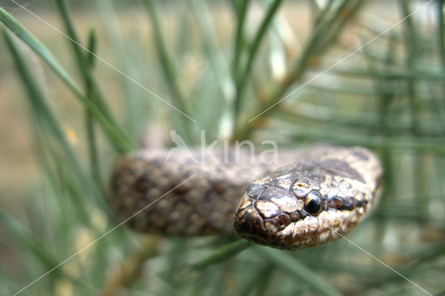 Gladde slang (Coronella austriaca)