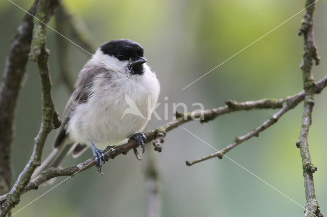 Marsh Tit (Parus palustris)