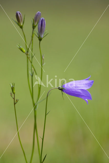 Harebell