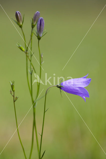 Grasklokje (Campanula rotundifolia)