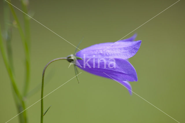 Harebell