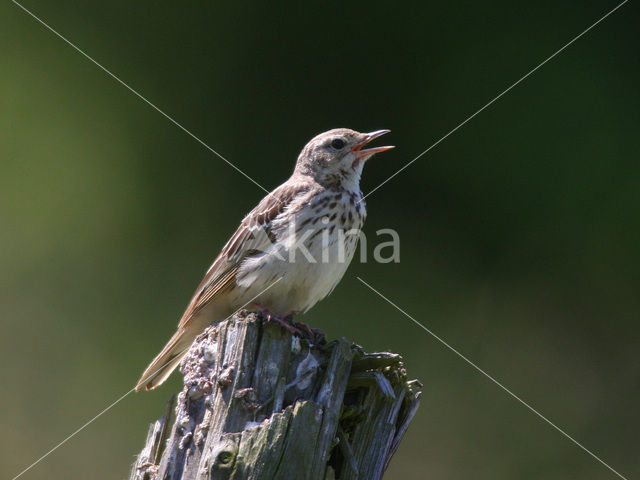 Graspieper (Anthus pratensis)