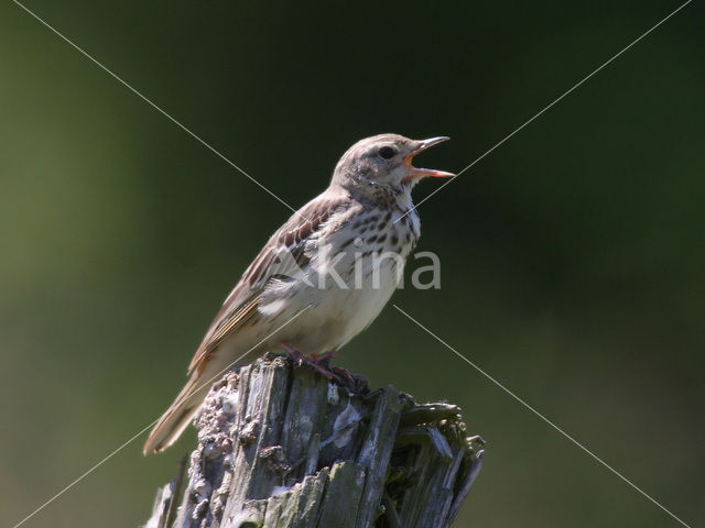 Meadow Pipit (Anthus pratensis)