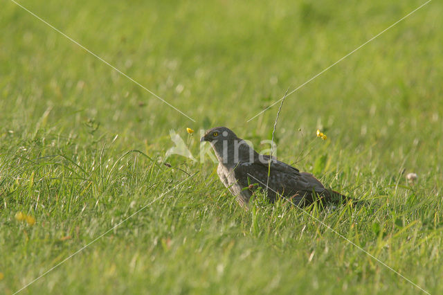 Montagu’s Harrier (Circus pygargus)