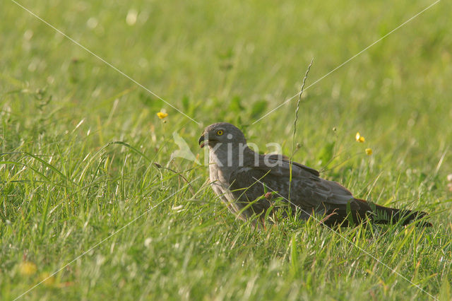 Montagu’s Harrier (Circus pygargus)