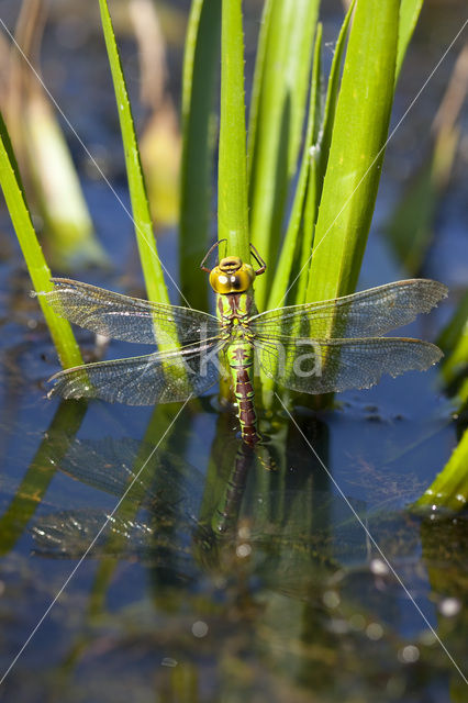 Green Hawker (Aeshna viridis)