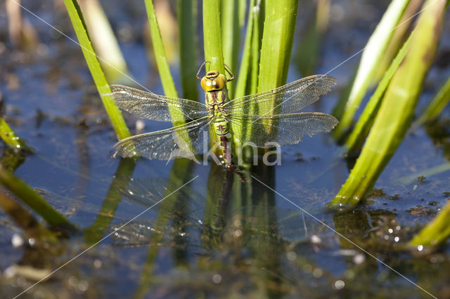 Groene glazenmaker (Aeshna viridis)