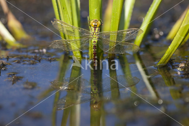 Green Hawker (Aeshna viridis)