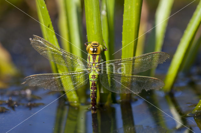 Green Hawker (Aeshna viridis)