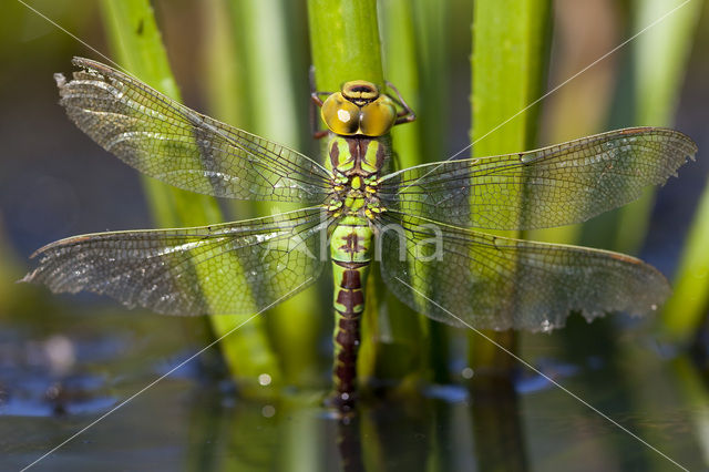 Groene glazenmaker (Aeshna viridis)