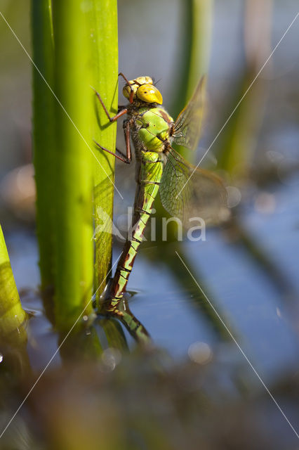 Groene glazenmaker (Aeshna viridis)