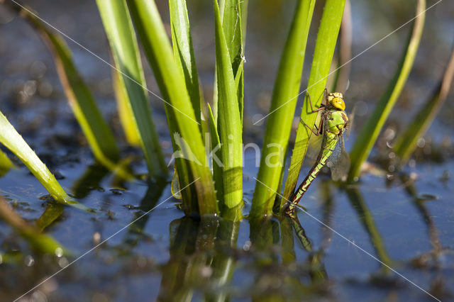 Groene glazenmaker (Aeshna viridis)