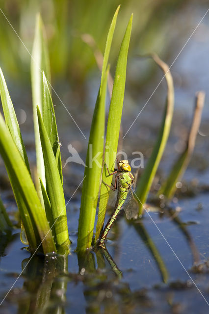 Green Hawker (Aeshna viridis)